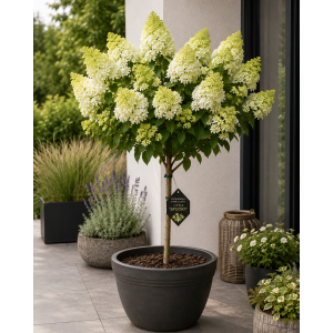 Hortenzia metlinatá (Hydrangea paniculata) ‘LITTLE SPOOKY’ - výška 80-100 cm, kont. C10L - NA KMIENKU